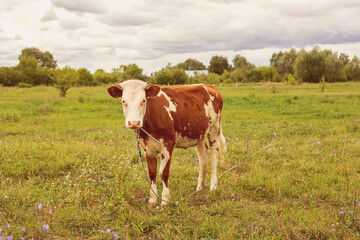 Fototapeta na wymiar Red bull grazes in the meadow. Calf, cow, livestock. Symbol of 2021. Summer concept.