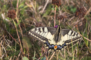 Swallowtail moth (Papilio machaon)