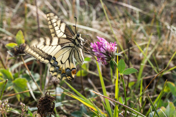 Swallowtail moth (Papilio machaon)