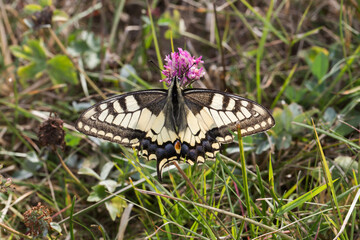 Swallowtail moth (Papilio machaon)