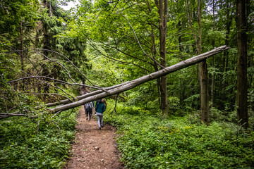 A fallen tree on a hiking trail in the forest