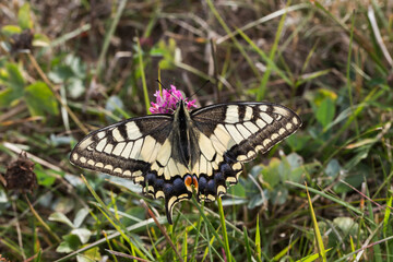 Swallowtail moth (Papilio machaon)