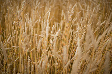  Natural golden background made of ripe spikelets of wheat. Wheat ears.