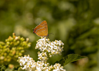 Birch butterfly / Thecla betulae on plant