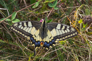 Swallowtail moth (Papilio machaon)