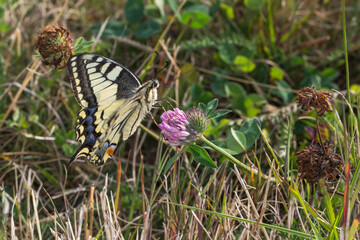 Swallowtail moth (Papilio machaon)