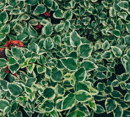 Close up leaf macro shot. Background for your design