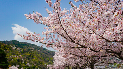 春！嵐山のひととき