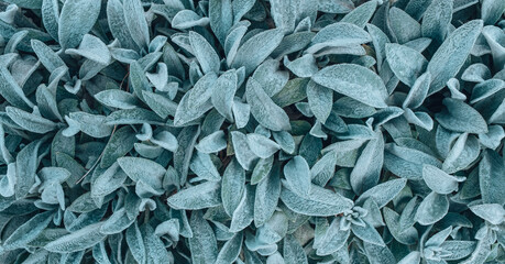 Close up leaf macro shot. Background for your design