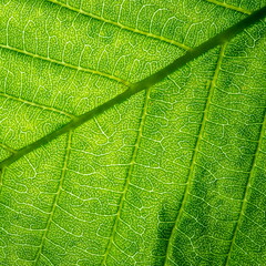 Close up leaf veined macro shot. Background for your design