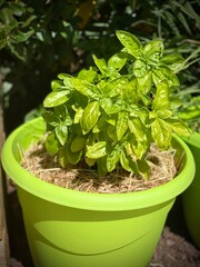 basilic en pot