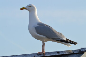 seagull