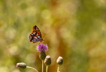 Butterfly of the Spanish Queen / Issoria lathonia