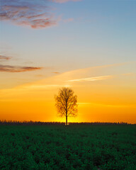 lonely tree at orange sunset