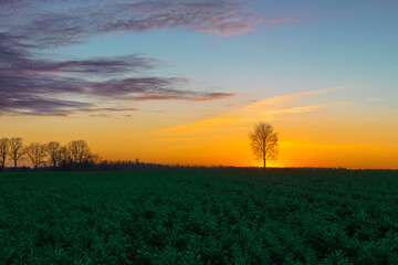 orange sunset over a green field