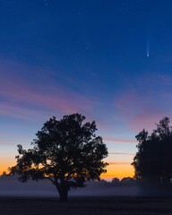 neowise comet over trees with pink clouds
