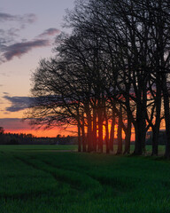 late summer evening with red sunset through trees