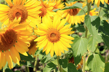 riot of ripening sunflowers in late summer