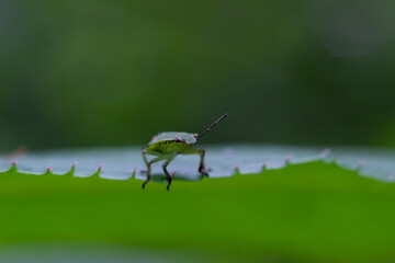 Green shield bug on a bright green leaf 