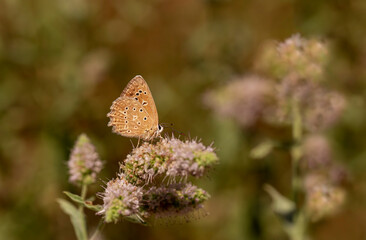 Multi-eyed Dafnis butterfly / Polyommatus daphnis