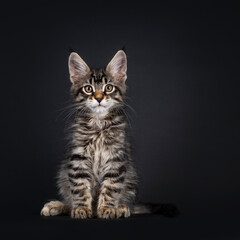 Cute black tabby mackarel Maine Coon cat kitten, sitting up facing front. Looking towards camera. Isolated on black background.