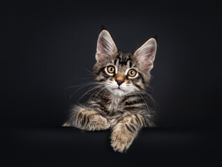 Cute black tabby mackarel Maine Coon cat kitten,laying down facing front over edge. Looking towards camera. Isolated on black background.