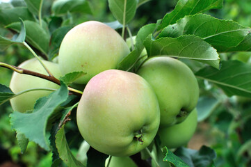   close-up of green organic apples on apple tree branch