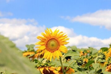 Fototapeta premium riot of ripening sunflowers in late summer