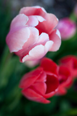 Obraz na płótnie Canvas Tulip Flowers Close-up
