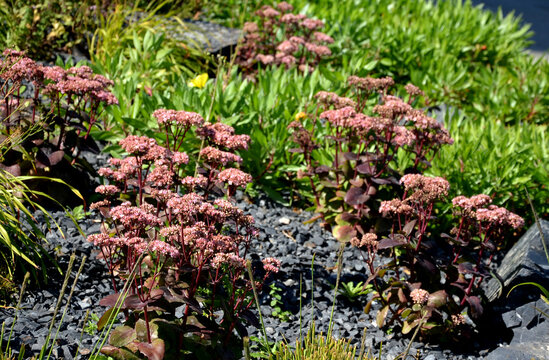 perennial beds mulched with dark stone gravel with a predominance of ornamental grasses