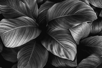 leaves of Spathiphyllum cannifolium, abstract monochrome texture, nature background, tropical leaf