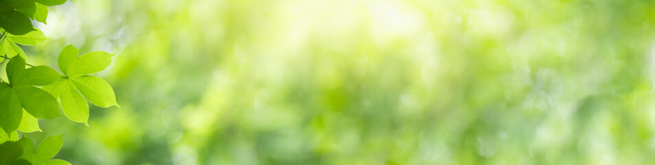 Obraz premium Nature of green leaf in garden at summer. Natural green leaves plants using as spring background cover page greenery environment ecology wallpaper