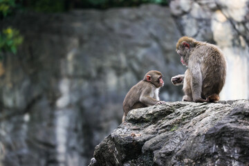 ニホンザルの親子