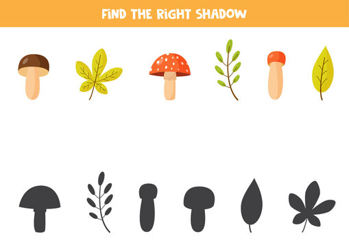 Find correct shadow of autumn leaves and mushrooms.