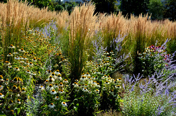 perennial beds mulched with dark stone gravel with a predominance of ornamental grasses - obrazy, fototapety, plakaty
