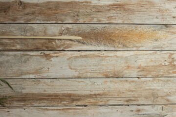 Naklejka premium Overhead view of a pampa herb on a dirty old wooden plank in the studio. Dried flower Cortaderia Selloana indoors.