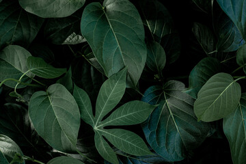 closeup nature view of green leaf in garden, dark tone nature background, tropical leaf
