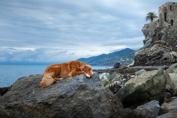 dog on the sea. Nova Scotia Duck Tolling Retriever on a stone at the water. Italy, promenade.