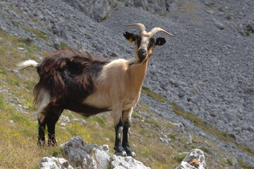 Cabra montesa ruta del cares.