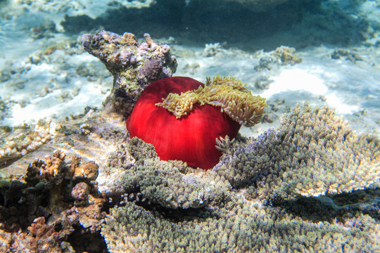 roter Seeapfel (Seegurke) (Pseudocolochirus) im indischen Ozean vor der Küste von Mauritius 