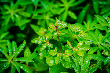 Euphorbia plant with morning dew in the garden. Selective focus.