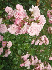 pink rose bush