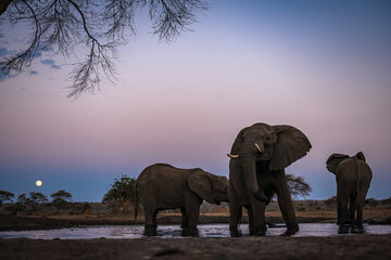 Fototapeta na wymiar Elephants in Chobe Park, Botswana