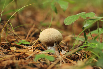 mushrooms in the forest