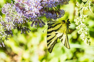 Sail moth (Iphiclides podalirius)