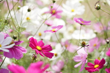 Fototapeta premium Various Color of Cosmos in Full Bloom 