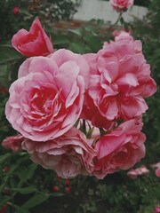 pink roses in garden