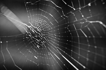 Spider web macro