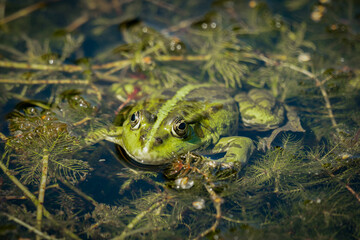 A green water frog sunbathing in a pond
