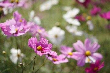 Obraz premium Various Color of Cosmos in Full Bloom 